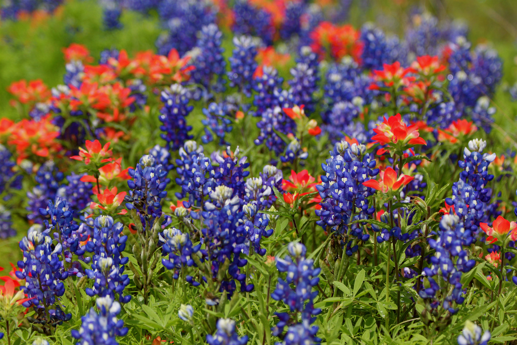 Pop-Up Bouquet - Blue Bonnets