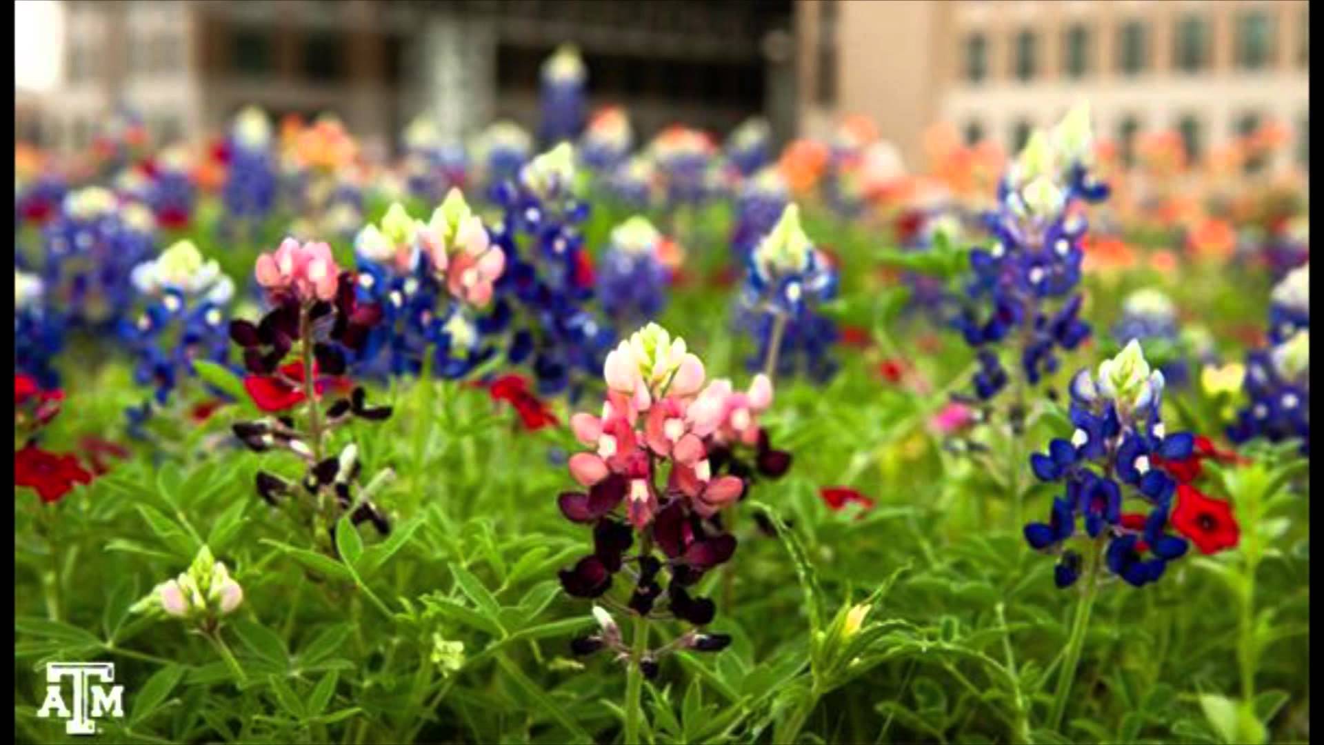 Pop-Up Bouquet - Blue Bonnets